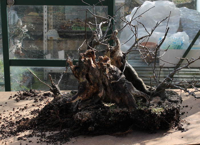 Crab Apple Bonsai Carving and Styling